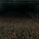 Eighty percent of taste test participants couldn’t tell the difference between regular meat and Greenwood Farms products made from disease-ridden, extremely stressed soybeans, a spokesperson said.